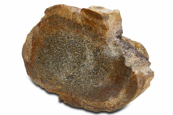 Polished Dinosaur Bone (Gembone) Limb Section - New Mexico #340060